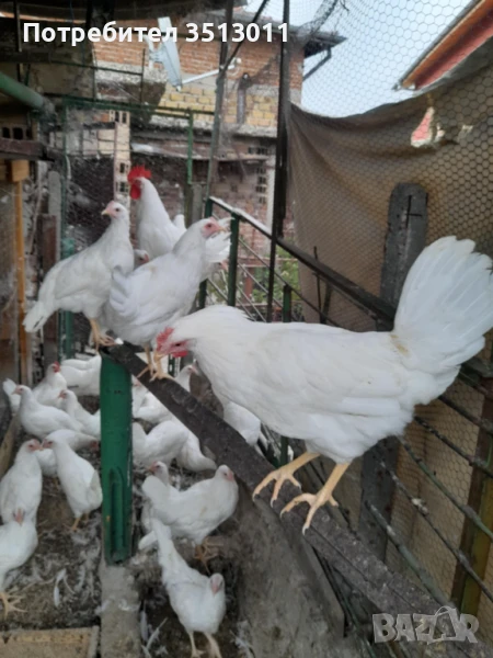 кокошки носачки , снимка 1