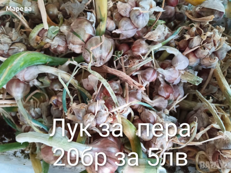 Лук за пера или живораждащ лук , снимка 1