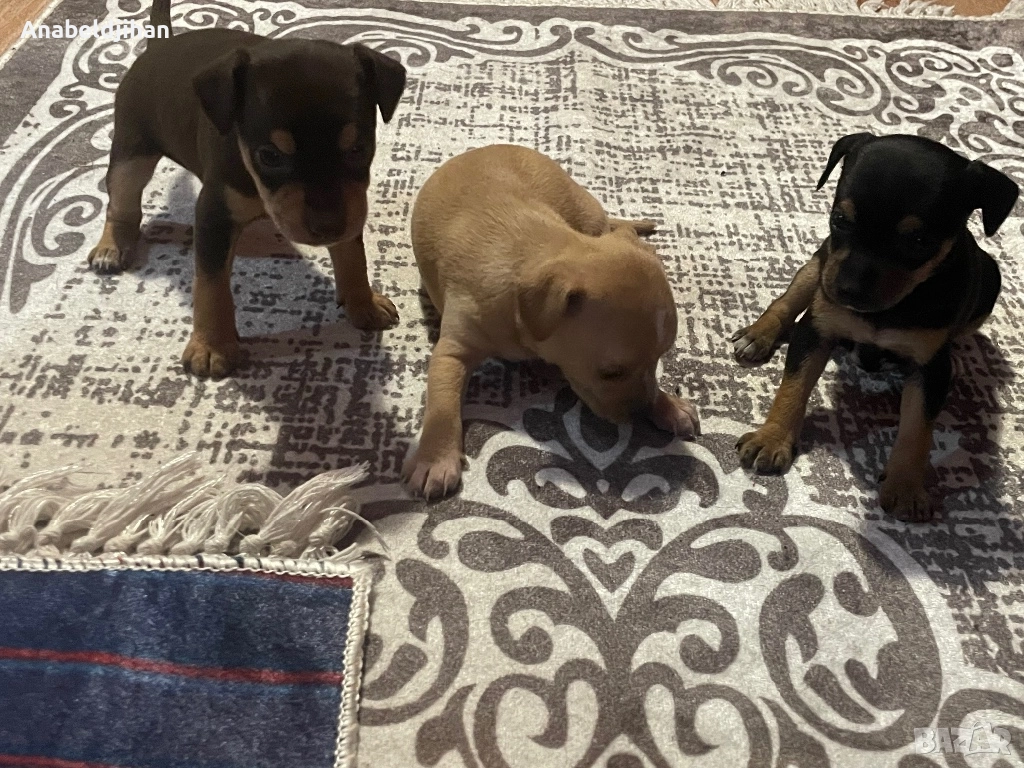 Пинчери, снимка 1