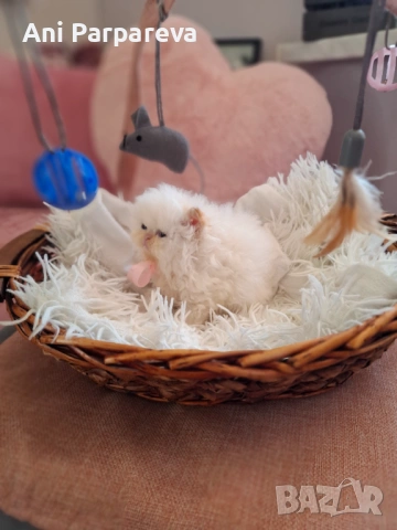 Персийски (хималайски)котенца., снимка 3 - Персийска - 53798356