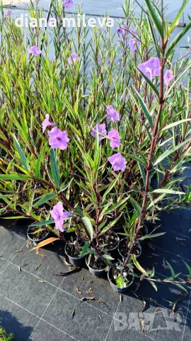 Руелия, Мексиканска петуния, Ruellia Purple Mexican Petunia!!!, снимка 10 - Градински цветя и растения - 54637157