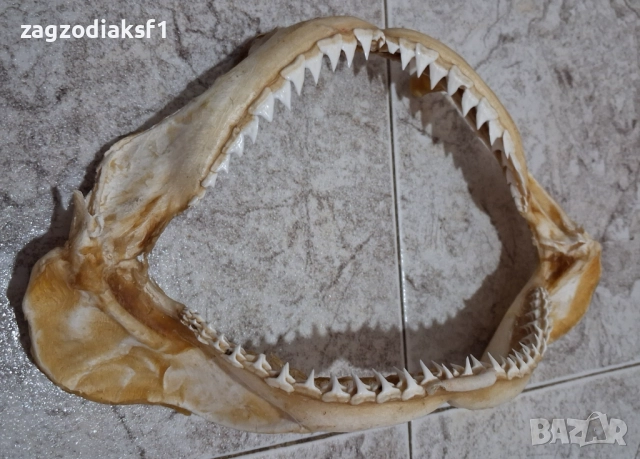 Челюст от Бул Шарк "БИЧА АКУЛА" 100% Истинска, снимка 12 - Колекции - 52799291