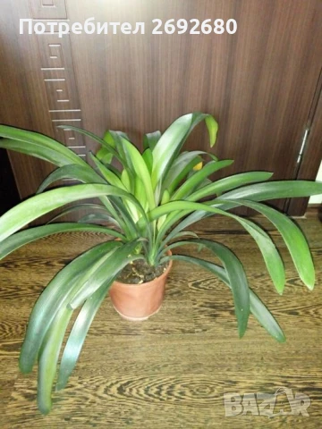 Традесканция рео, кротон,христов венец и други цветя/бамбук/цени в описанието , снимка 14 - Стайни растения - 50184776