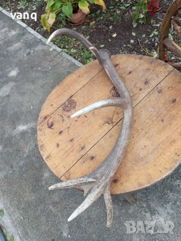 Еленски рог, снимка 4 - Декорация за дома - 51989264