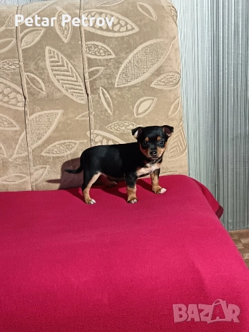 Пинчер мини , снимка 6 - Пинчер - 53690500