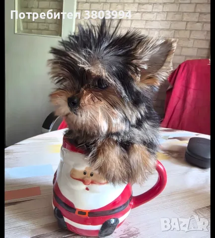 Супер Мини Мини принцеса йоркширски териер / йорки /, снимка 2 - Йоркширски териер - 56162508