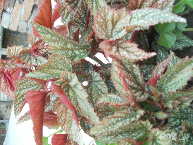 Бегония тамая, снимка 6 - Стайни растения - 41976231