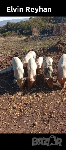 продавам малки прасенца