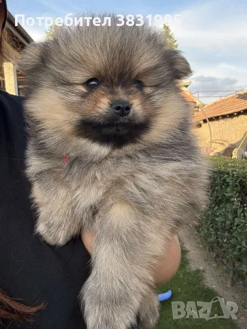 2 мъжки померана