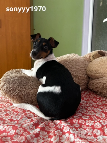 ДЖАК РЪСЕЛ 0201262022, снимка 11 - Джак ръсел териер - 52957926