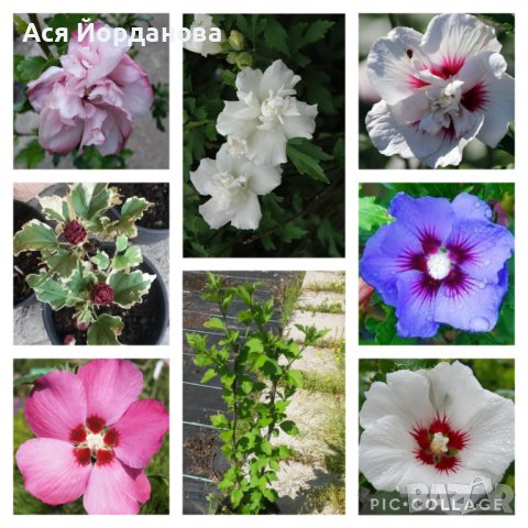 Градински цветя и храсти, снимка 4 - Градински цветя и растения - 42084094