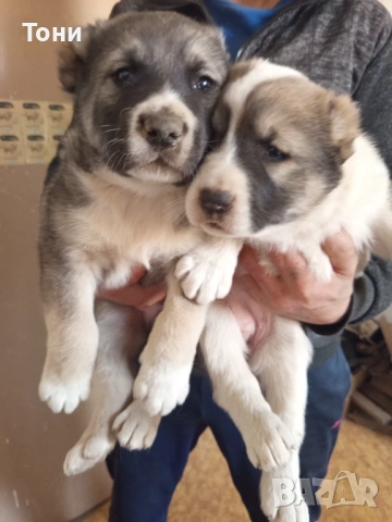 Алабай Таджикистански, Мъжко и Женско 