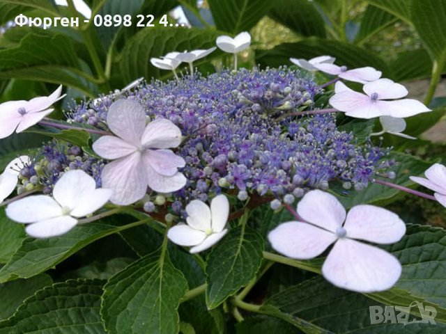 Хортензия Libelle/ Hydrangea macrophylla Libelle, снимка 1 - Разсади - 40738206
