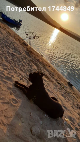 Мъжко куче-пазач, снимка 6 - Други - 50644418