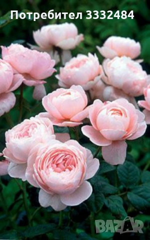 Роза 19, снимка 2 - Градински цветя и растения - 36092056