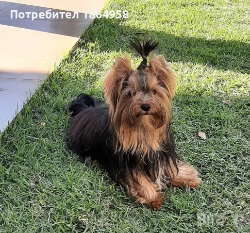 Супер Мини Йорки Доставка, снимка 4 - Йоркширски териер - 56059237