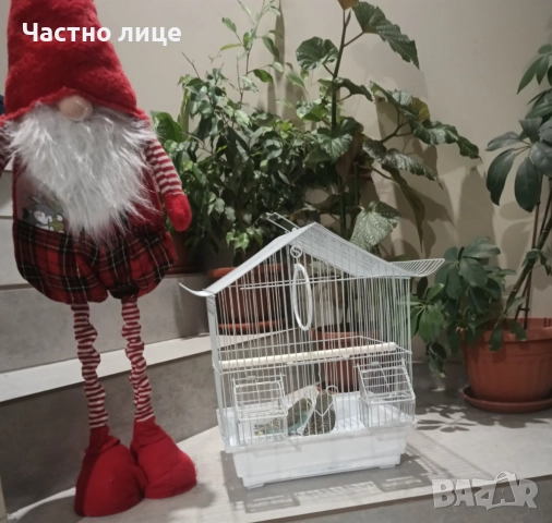 Вълнисти папагали , снимка 4 - Папагали - 52682699