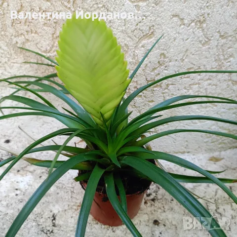 разкошни стайни растения , снимка 3 - Стайни растения - 56140195