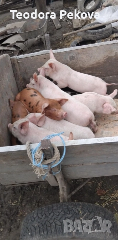 продаваме отбити прасенца 