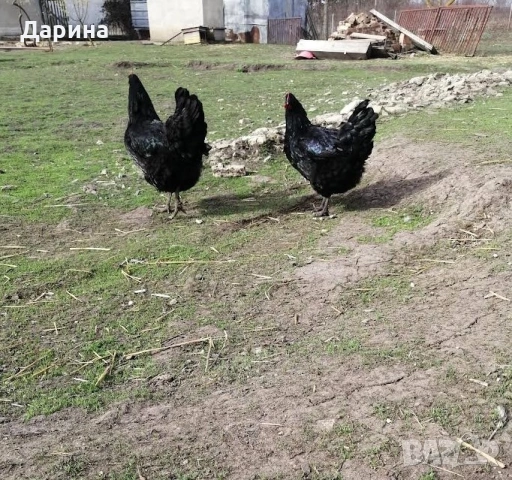 Яйца за разплод от кокошки Джърси гигант, снимка 3 - Кокошки и пуйки - 53772279