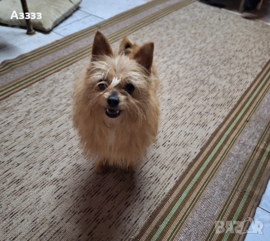 Йоркширски териер, снимка 2 - Йоркширски териер - 53761232