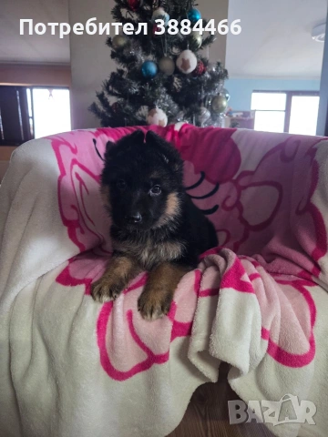 немска овчарка, снимка 8 - Други - 53025866