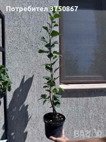 🌸🍀 Люляк (Syringa) , снимка 2 - Градински цветя и растения - 51070038