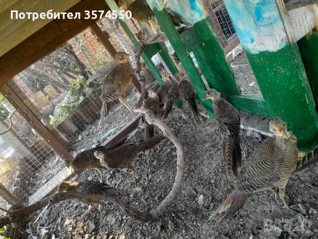Червено златни фазани , снимка 3 - други­ - 55753148