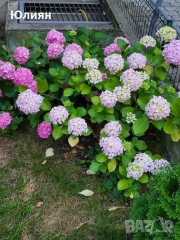 Хортензия розова и бяла , снимка 1