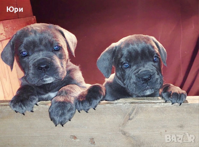 Кане корсо , снимка 2 - Кане корсо - 52796290