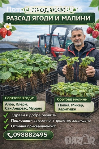 продавам расад ягоди и малини, снимка 2 - Разсади - 53695172