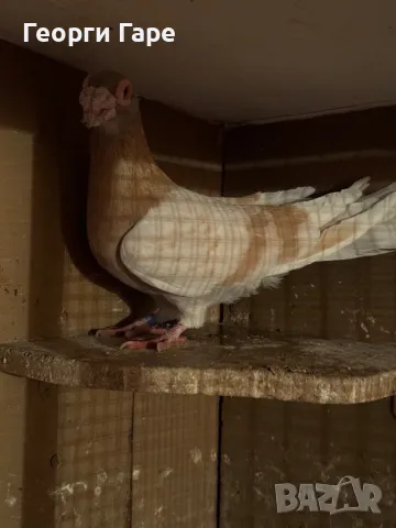 Бг изложбени пощенски гълъби, снимка 3 - Гълъби - 49337384