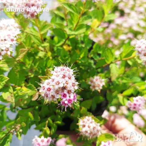 Спирея Малката Принцеса, Spiraea Japonica Little Princess, снимка 1 - Градински цветя и растения - 41045005