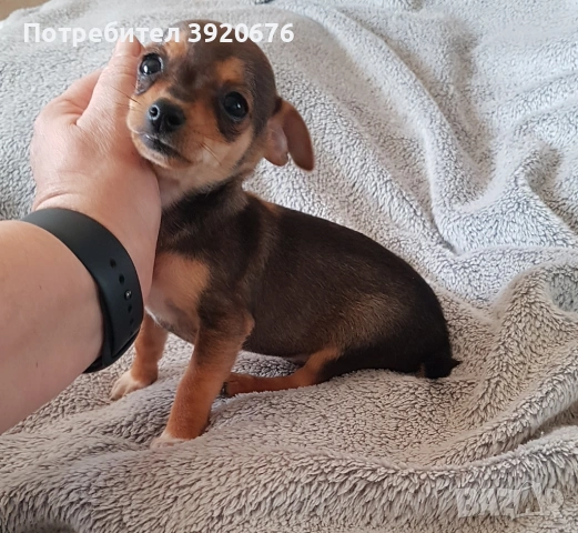 Пинчер - Чихуахуа, снимка 8 - Чихуахуа - 52921291