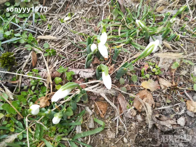 кокичета 2025 година-лот в саксия с земя 2301251704, снимка 3 - Градински цветя и растения - 48800808