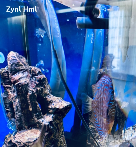 Риби Дискуси – група от 6бр.,здрави и красиви!, снимка 6 - Рибки - 52391837