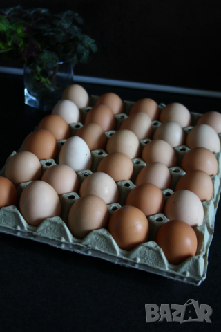 Домашни Яйца 0.50ст./бр, снимка 11 - други­ - 36397255