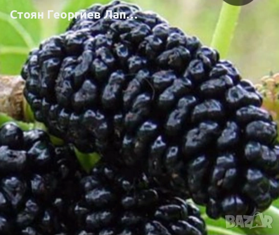 дръвчета едроплодна черница , снимка 4 - Разсади - 53572395