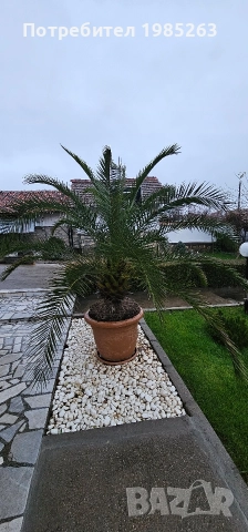 канарска финикова палма, снимка 2 - Стайни растения - 52585081