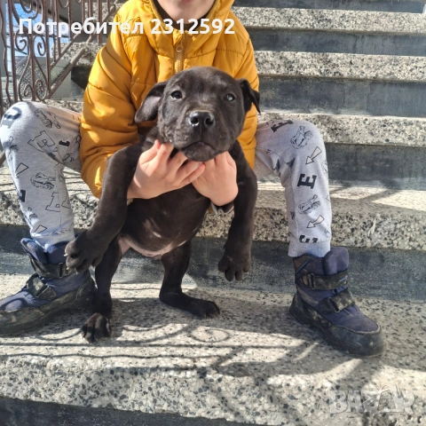 Продават се питбулчета!