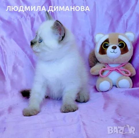 Шотландско момиче със сини очи. , снимка 4 - Британска късокосместа - 56358555