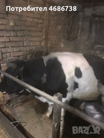Продавам мъжки телета, снимка 4 - Крави - 53730983