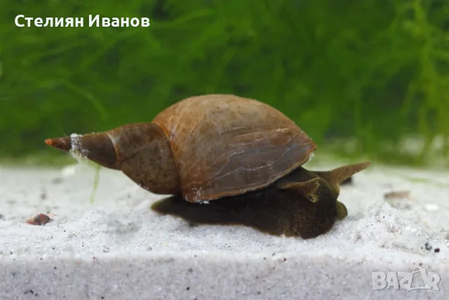 Лимнея, голям блатен охлюв (Lymnaea stagnalis) - водни охлюви за аквариум или градинско езеро
