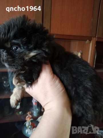 Кралски Пикинез