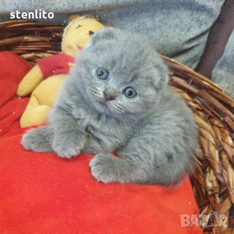Шотландски котенца на 2 месеца
