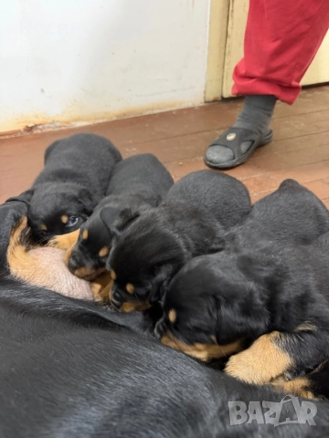 Бебета Ротвайлери, снимка 6 - Ротвайлер - 52865392