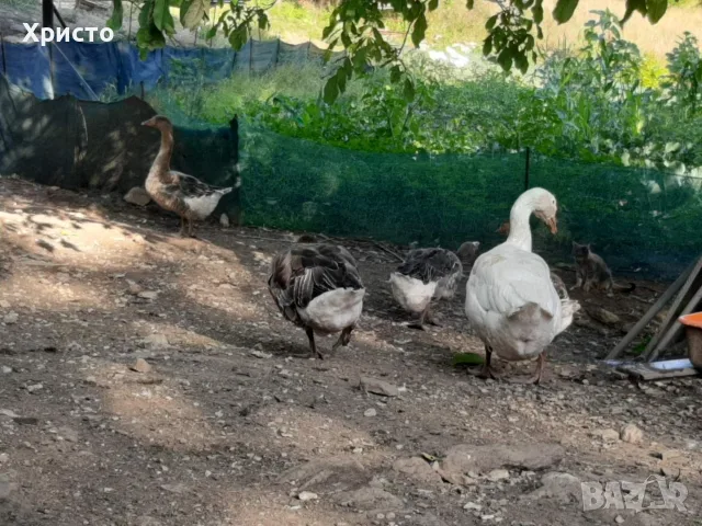 Продавам гъски .......,.............., снимка 3 - Кокошки и пуйки - 55895535