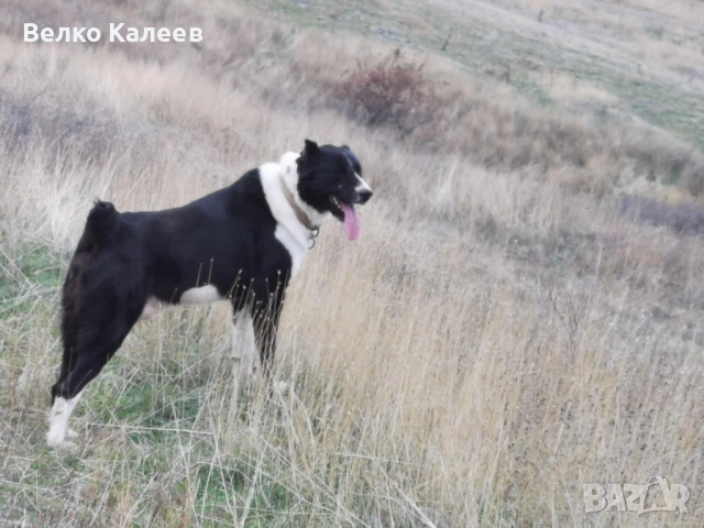 Продавам, снимка 3 - Алабай - 53240964