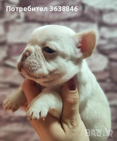 Френски булдок, снимка 6 - Френски булдог - 53592413