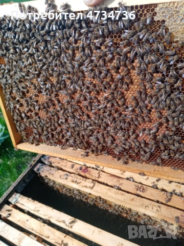 Пчелни отводки, снимка 3 - Други животни - 53439893